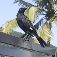 Strepera graculina at Whitsundays, QLD - 8 Aug 2023