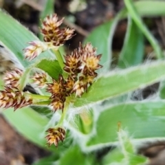 Luzula sp. (Woodrush) at Gundaroo, NSW - 8 Sep 2023 by Gunyijan