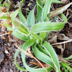 Luzula sp. at Gundaroo, NSW - 8 Sep 2023