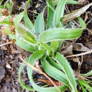 Luzula sp. at Gundaroo, NSW - 8 Sep 2023