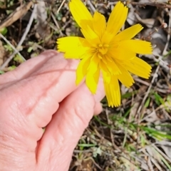 Microseris walteri (Yam Daisy, Murnong) at Gundaroo, NSW - 8 Sep 2023 by Gunyijan