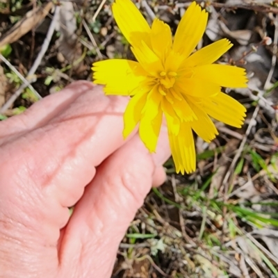 Microseris walteri (Yam Daisy, Murnong) at Gundaroo, NSW - 8 Sep 2023 by Gunyijan