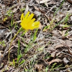 Microseris walteri at Gundaroo, NSW - 8 Sep 2023