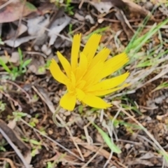 Microseris walteri at Gundaroo, NSW - 8 Sep 2023