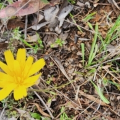 Microseris walteri at Gundaroo, NSW - 8 Sep 2023