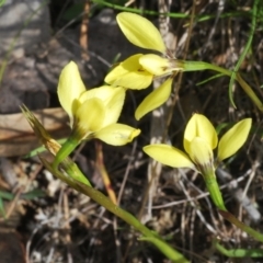 Diuris chryseopsis (Golden Moth) at Cavan, NSW - 9 Sep 2023 by Harrisi