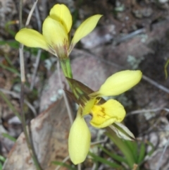 Diuris chryseopsis at Cavan, NSW - suppressed