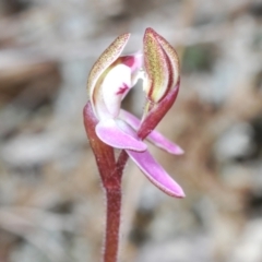 Caladenia sp. (A Caladenia) at Cavan, NSW - 9 Sep 2023 by Harrisi