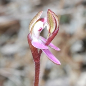 Caladenia sp. at Cavan, NSW - 9 Sep 2023