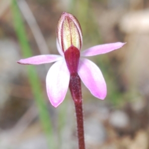 Caladenia sp. at Cavan, NSW - 9 Sep 2023