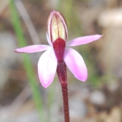 Caladenia sp. at Cavan, NSW - 9 Sep 2023