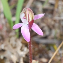 Caladenia sp. at Cavan, NSW - 9 Sep 2023