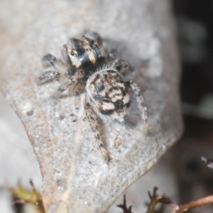 Maratus plumosus at Cavan, NSW - 9 Sep 2023