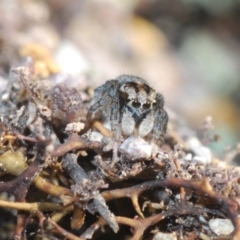 Maratus plumosus at Cavan, NSW - 9 Sep 2023