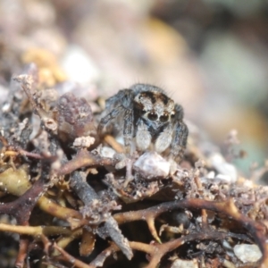 Maratus plumosus at Cavan, NSW - 9 Sep 2023