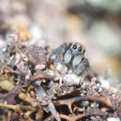 Maratus plumosus at Cavan, NSW - 9 Sep 2023