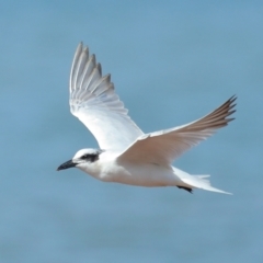 Gelochelidon macrotarsa (Australian Tern) at Cleveland, QLD - 29 Aug 2023 by TimL