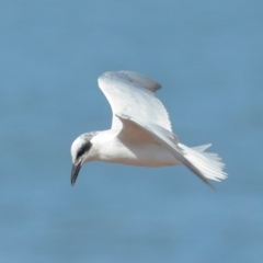 Gelochelidon macrotarsa at Cleveland, QLD - 29 Aug 2023