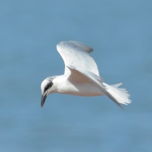 Gelochelidon macrotarsa at Cleveland, QLD - 29 Aug 2023 09:47 AM