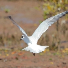 Gelochelidon macrotarsa at Cleveland, QLD - 29 Aug 2023