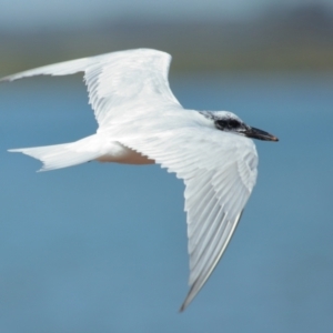 Gelochelidon macrotarsa at Cleveland, QLD - 29 Aug 2023