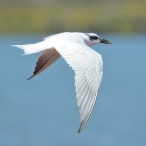 Gelochelidon macrotarsa at Cleveland, QLD - 29 Aug 2023