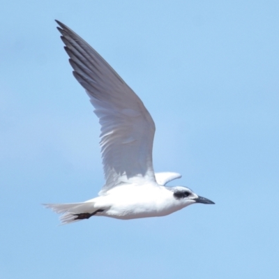 Gelochelidon macrotarsa (Australian Tern) at Cleveland, QLD - 29 Aug 2023 by TimL