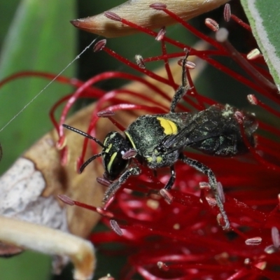 Hylaeinae (subfamily) (Masked bee, Hylaeine bee) at Cleveland, QLD - 29 Aug 2023 by TimL
