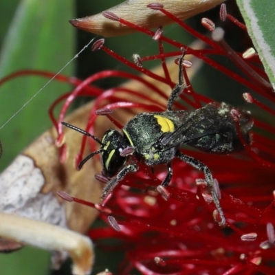 Hylaeus sp. (genus) at Cleveland, QLD - 29 Aug 2023 by TimL