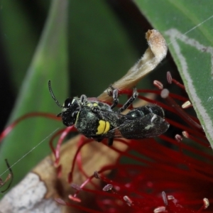 Hylaeinae (subfamily) at Cleveland, QLD - 29 Aug 2023 10:25 AM