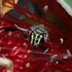 Hylaeinae (subfamily) at Cleveland, QLD - 29 Aug 2023 10:25 AM