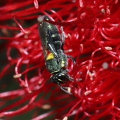 Hylaeinae (subfamily) at Cleveland, QLD - 29 Aug 2023 10:25 AM