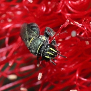 Hylaeinae (subfamily) at Cleveland, QLD - 29 Aug 2023 10:25 AM