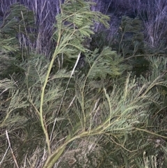Acacia decurrens (Green Wattle) at Mount Majura - 9 Sep 2023 by waltraud