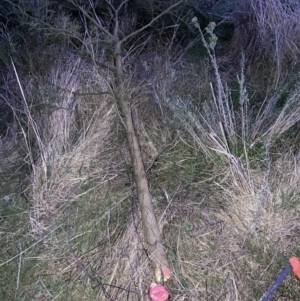 Acacia decurrens at Majura, ACT - 9 Sep 2023 06:08 PM