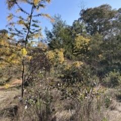 Acacia baileyana (Cootamundra Wattle, Golden Mimosa) at Mount Majura - 2 Sep 2023 by waltraud