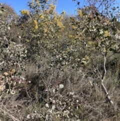Acacia baileyana (Cootamundra Wattle, Golden Mimosa) at Mount Majura - 2 Sep 2023 by waltraud