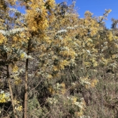 Acacia baileyana at Majura, ACT - 2 Sep 2023