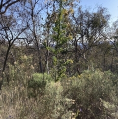 Acacia baileyana (Cootamundra Wattle, Golden Mimosa) at Mount Ainslie - 2 Sep 2023 by waltraud