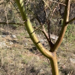 Acacia decurrens (Green Wattle) at Majura, ACT - 2 Sep 2023 by waltraud