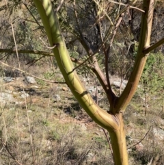 Acacia decurrens (Green Wattle) at Mount Ainslie - 2 Sep 2023 by waltraud