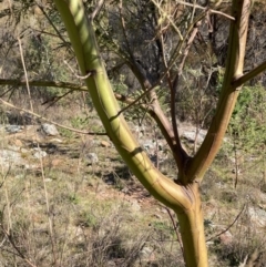 Acacia decurrens (Green Wattle) at Majura, ACT - 2 Sep 2023 by waltraud