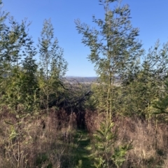 Acacia decurrens at Majura, ACT - 2 Sep 2023 03:48 PM