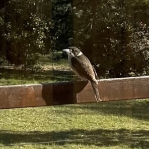 Cracticus torquatus at Kangaroo Valley, NSW - 10 Sep 2023