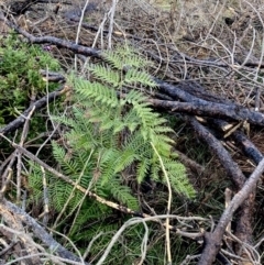 Pteridium esculentum (Bracken) at Wamboin, NSW - 27 Aug 2023 by Komidar