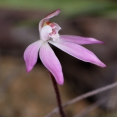 Caladenia fuscata (Dusky Fingers) at Canberra Central, ACT - 9 Sep 2023 by RobertD