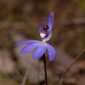 Cyanicula caerulea at Canberra Central, ACT - 9 Sep 2023