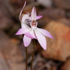 Caladenia fuscata (Dusky Fingers) at Canberra Central, ACT - 9 Sep 2023 by RobertD