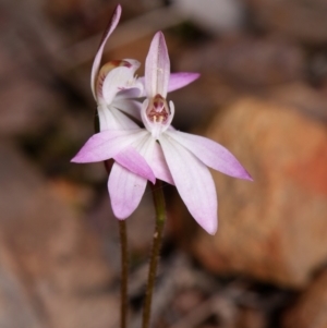 Caladenia fuscata at Canberra Central, ACT - 9 Sep 2023