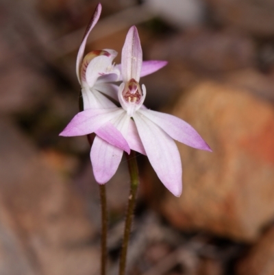 Caladenia fuscata (Dusky Fingers) at Canberra Central, ACT - 9 Sep 2023 by RobertD